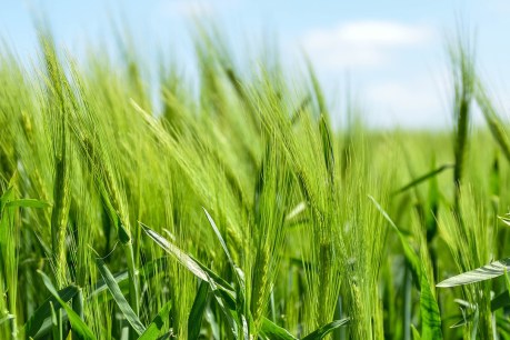 Barley barney escalates after China blocks Australian exporter