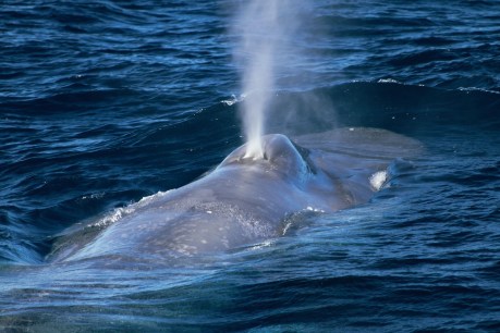 Gene pool test on migrating blue whale population