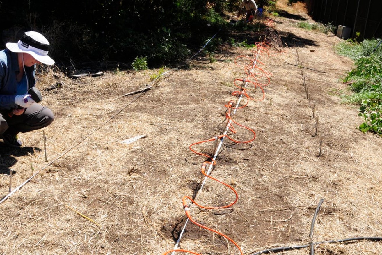 An ERT survey line on the New Castalloy site: the metal pegs allow electricity to be injected into the ground and the orange cable carries the current to the pegs.