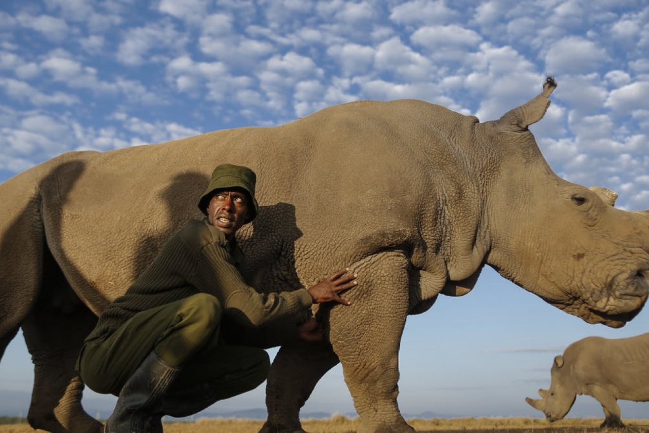 One of the last two surviving female northern white rhinos. EPA/AAP