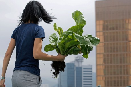 Hong Hong’s skyline farms grow happiness