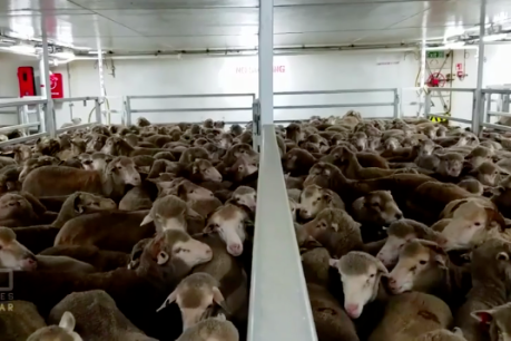 SA RSPCA joins calls for ban on live sheep exports