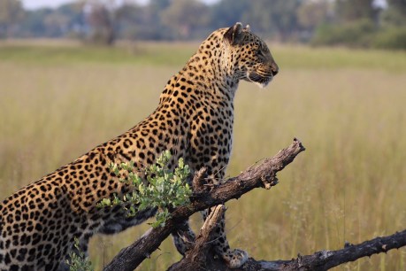Botswana’s leopards keep tourists on their toes