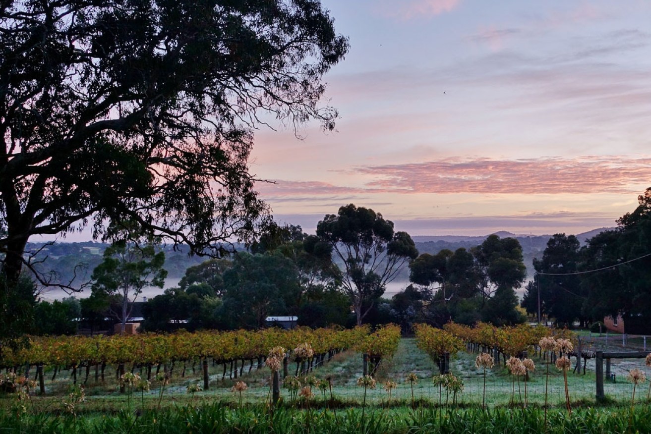 ANZAC Day: first frost of the year on the Ironheart Vineyard at  Yangarra, McLaren Vale. Photo: Philip White