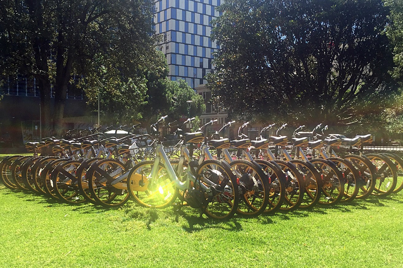 OBike bicycles lined up in Hindmarsh Square late last year. Photo: Bension Siebert / InDaily