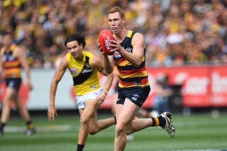 Tigers not complacent as Crows welcome back another key player