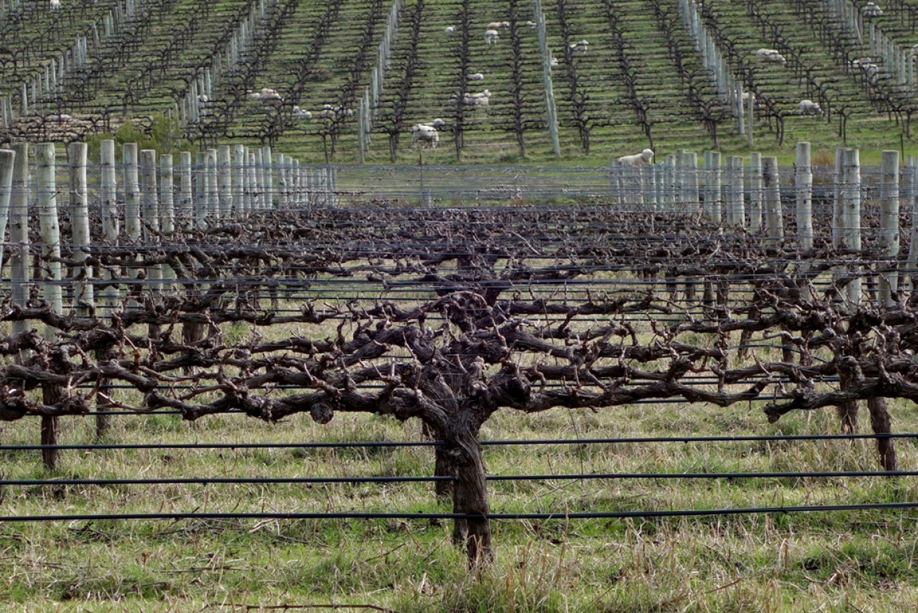 The only Roundup needed in Yangarra's Ironheart Shiraz happens to the sheep once the vines begin to sprout. Photo: Philip White