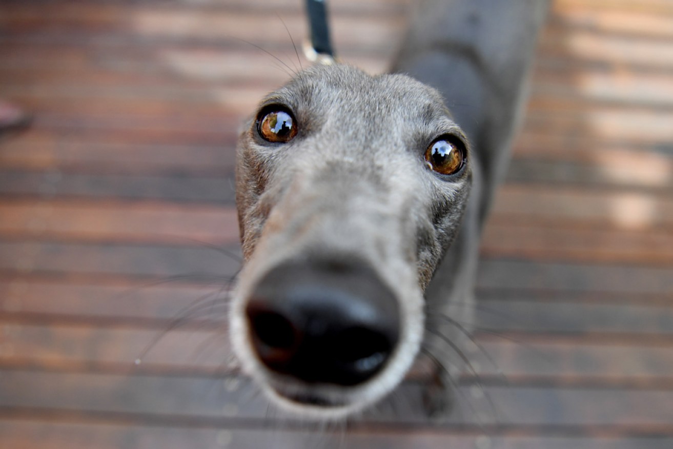 There have been 33 greyhound racing deaths around Australia this year. Photo: AAP / Joe Aston 
