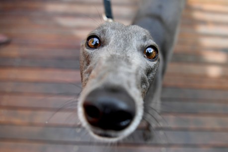 Greyhound industry needs independent regulator, dog tracking: RSPCA