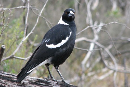 Poem: Laughing Magpies