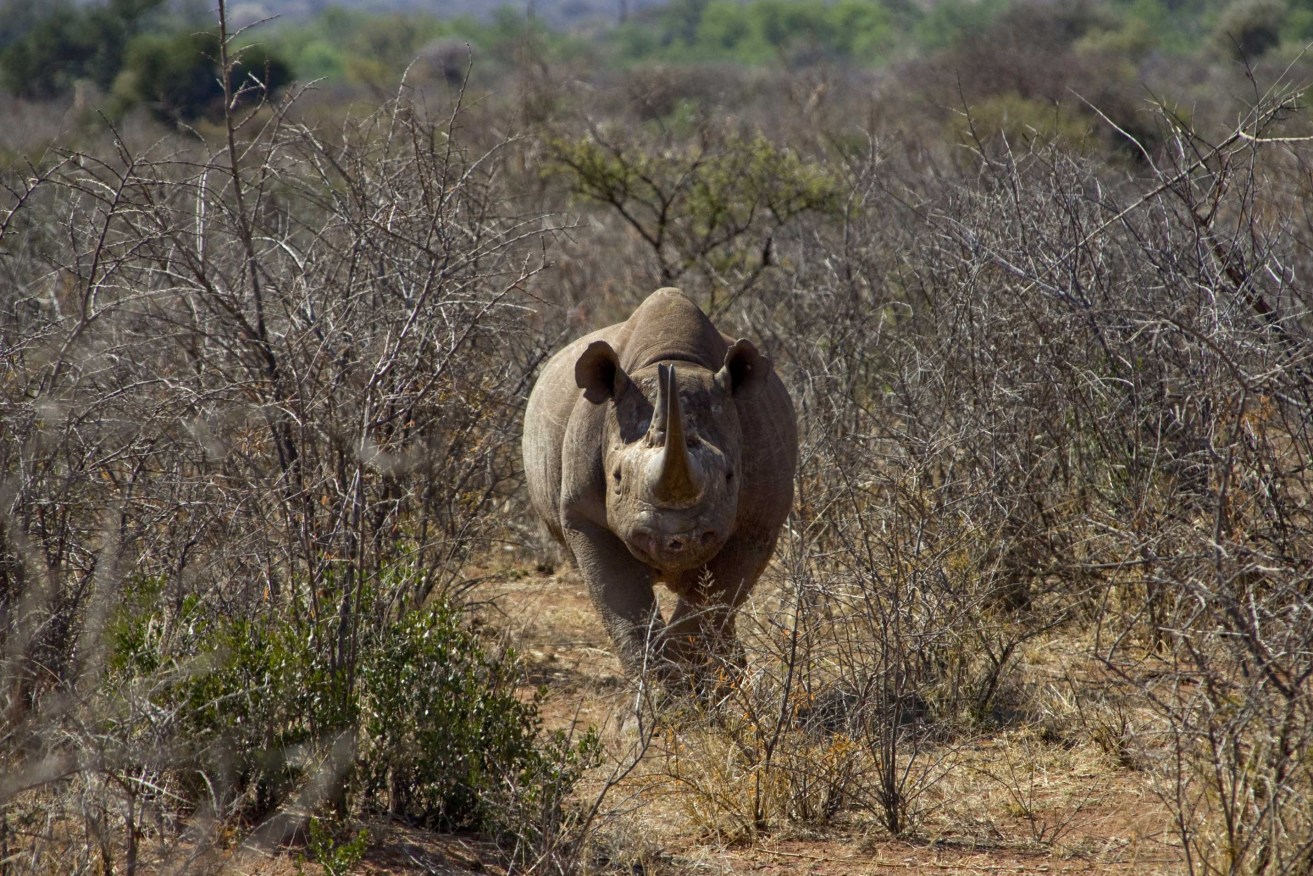 A white rhinoceros at South Africa's Madikwe Game Reserve. Photo: Supplied