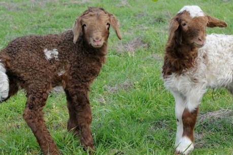 Kangaroo Island sheep dairy farm to close, citing rising costs