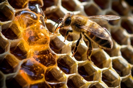 Roundup weedkiller could be lethal to bees: research