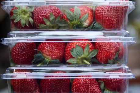 Strawberry tampering prompts harsh new penalties