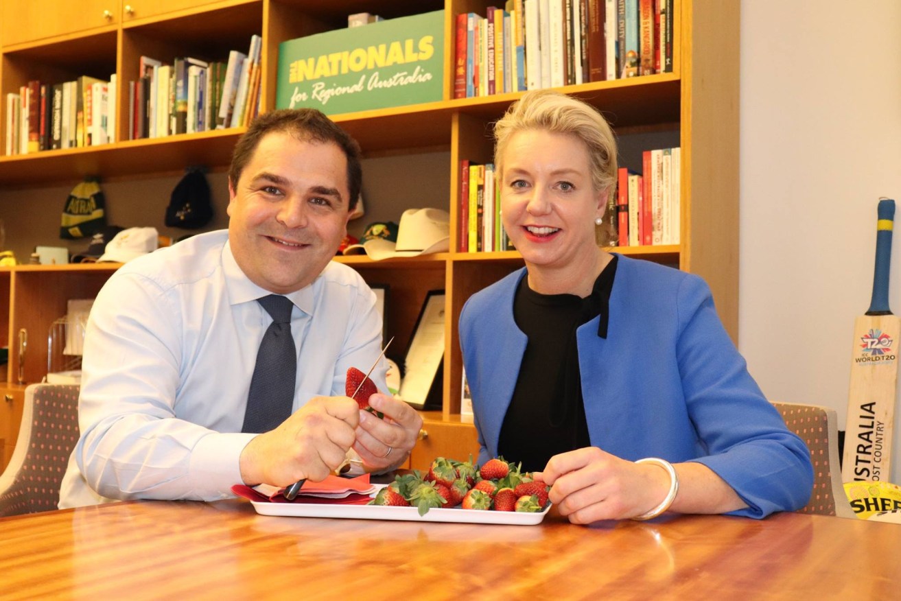 Victorian Nationals senator Bridget McKenzie joined forces with Barker MP Tony Pasin to promote aid to strawberry farmers this week - but her party is looking to take him on in SA. Photo: Facebook
