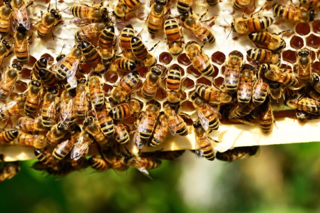 Bee sting: Millions killed in fight to contain parasite