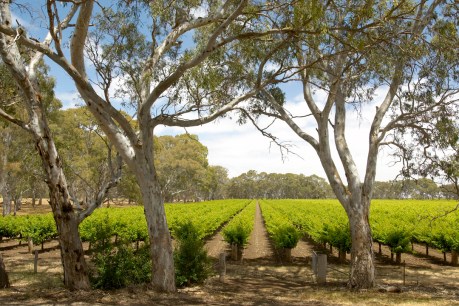 Wine tourism on the rise in Langhorne Creek