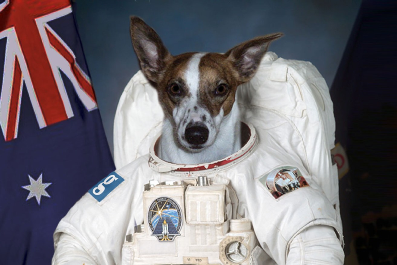 First Dog on the Moon will offer a guide to 'living through the impending apocalypse'.