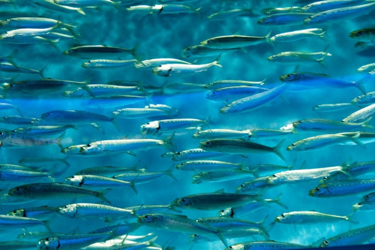 Put down the salmon and pick up a sardine (or two). Photo: Unsplash