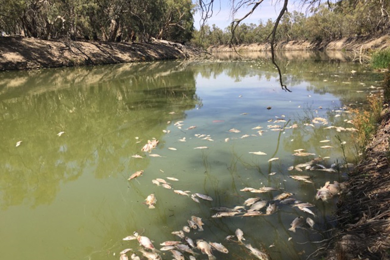 The mass death of fish on the Darling River in NSW. Photo: AAP/Supplied by Kate McBride