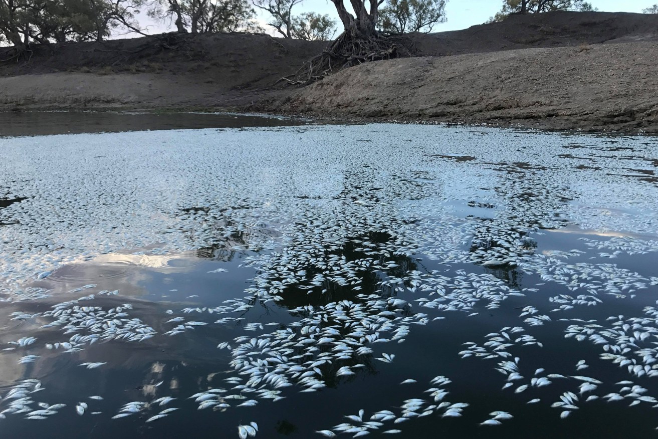 Dead fish in the Menindee weir pool. Photo by Graeme McCrabb