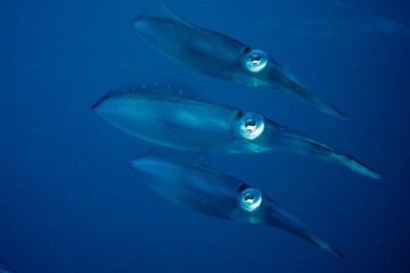 Poem: Squid Have Three Hearts