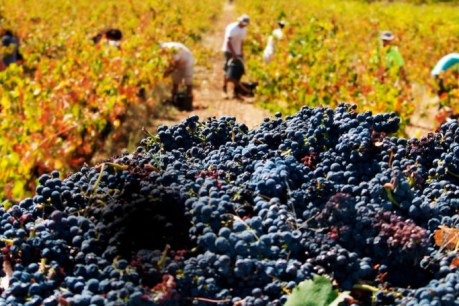 Wine export concerns despite record year