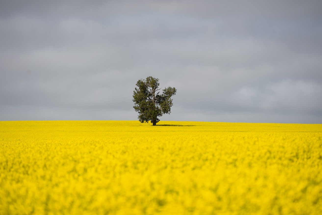 Canola is among the crops under SA's genetically modified organisms moratorium that a review says has harmed industry income. Photo: AAP/Lukas Coch