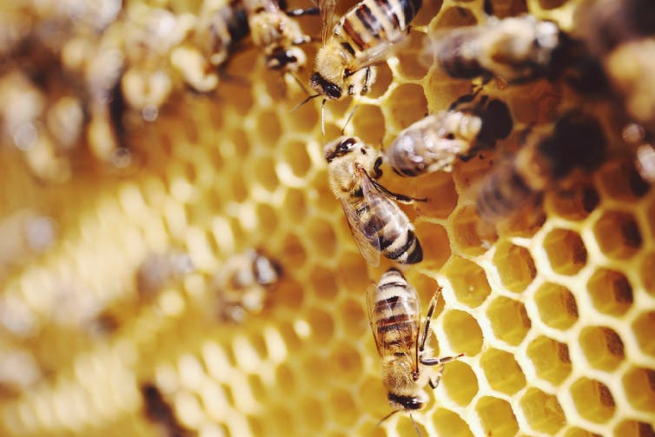Can we have a count of all the honeycomb cells please? Photo: www.shutterstock.com