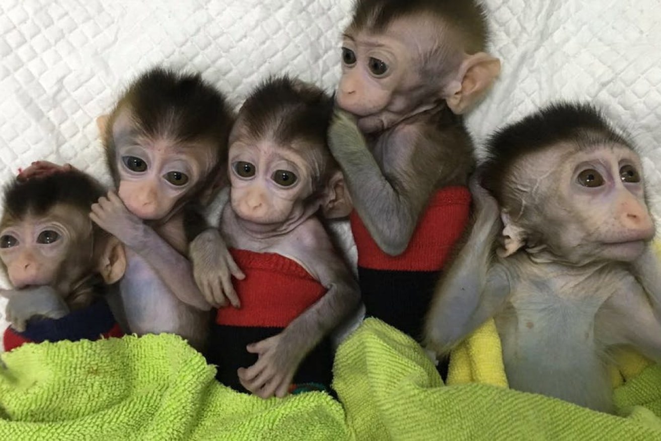 Can’t sleep: these cloned macaque monkeys are missing a gene involved in regulating the sleep/wake cycle. Chinese Academy of Sciences via AAP