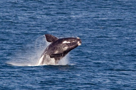 Aerial survey finds whales, many dolphins in the Bight