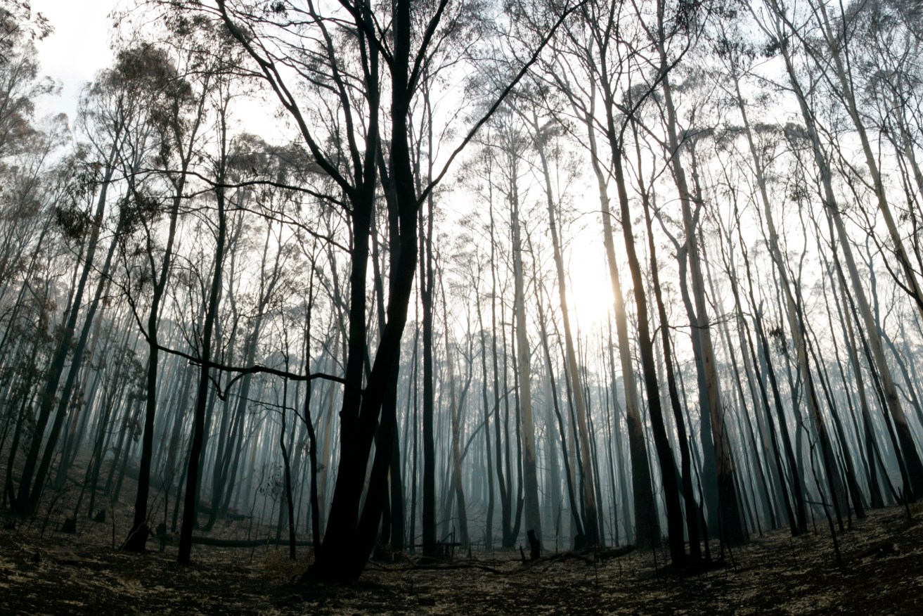 A forest left charred after the disastrous 2009 Black Saturday fires. Photo: AAP/Raoul Wegat