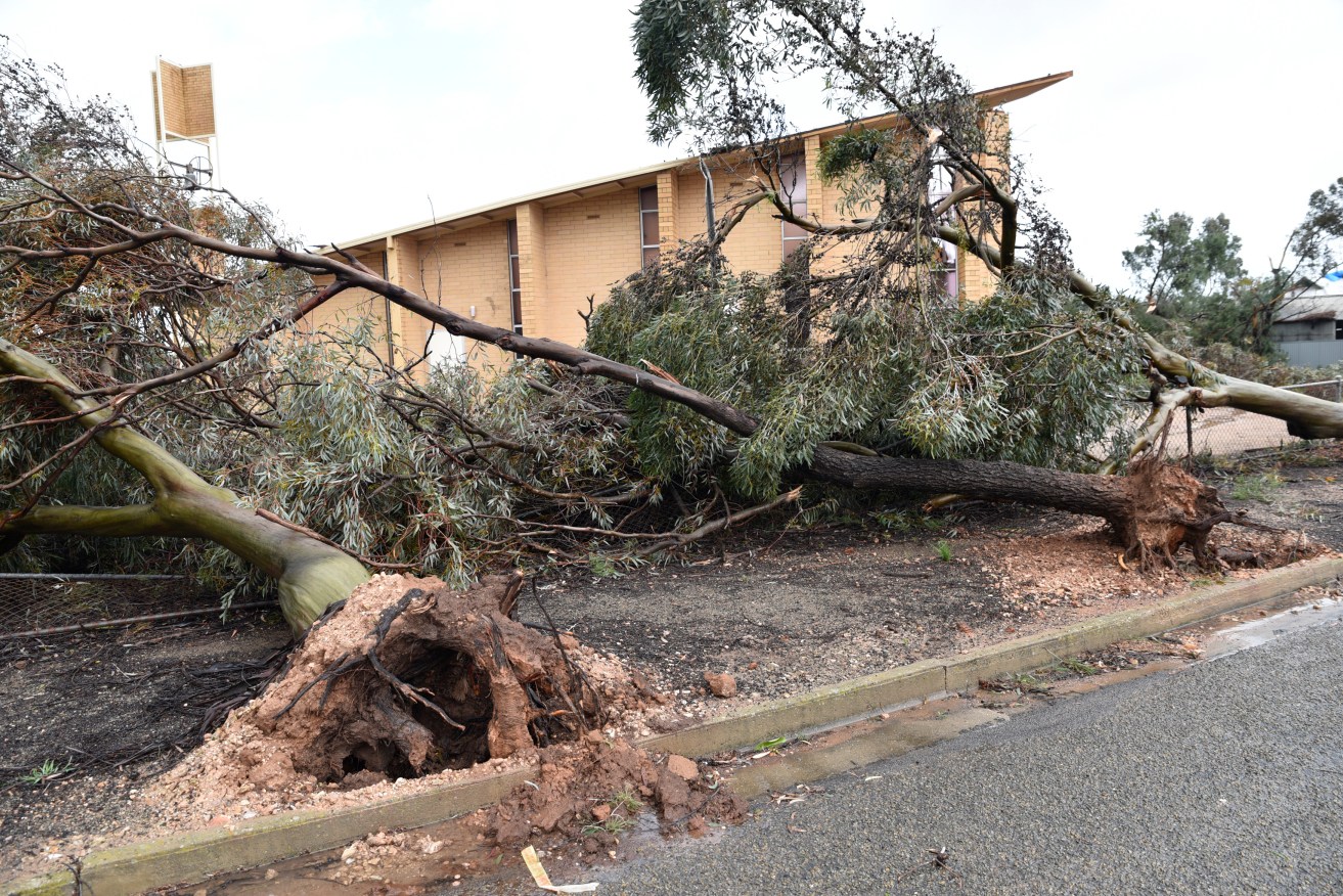 Emergency services have warned about trees falling during strong winds. Photo: AAP/David Mariuz