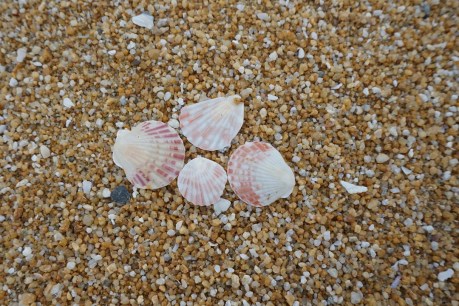 Poem: Seashells