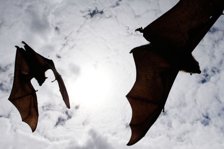 Poem: The bats