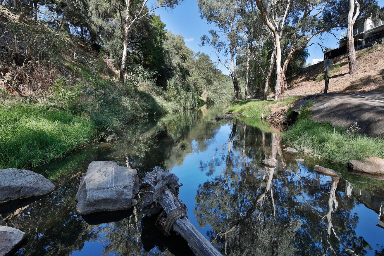 Governance of the Torrens River is a bureaucratic mess. Photo: Tony Lewis / InDaily