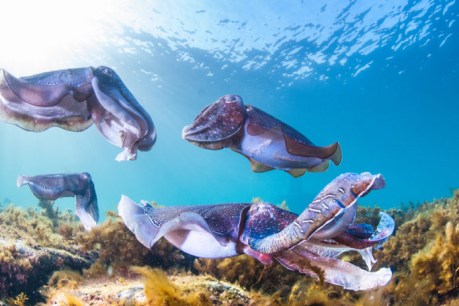 Cuttlefish gather en-masse in SA waters