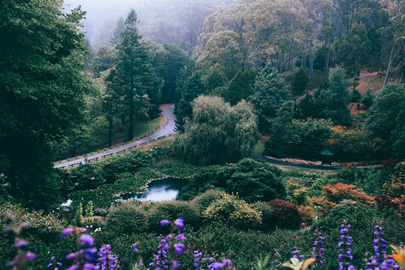 Mount Lofty Botanic Gardens. Photo: Lachlan Birrell