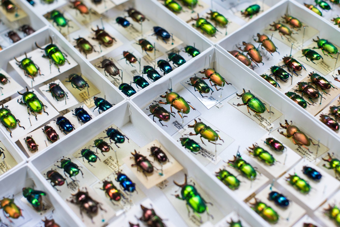 Unsorted beetles at the CSIRO's Australian National Insect Collection in Canberra. Photo: supplied