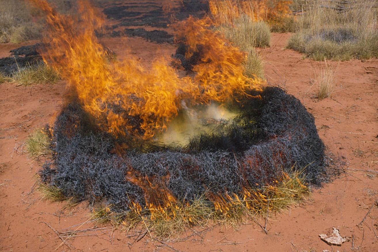 A ring of spinifex grass on fire during a controlled burn. Photo: Robert Kerton via Wikimedia Commons