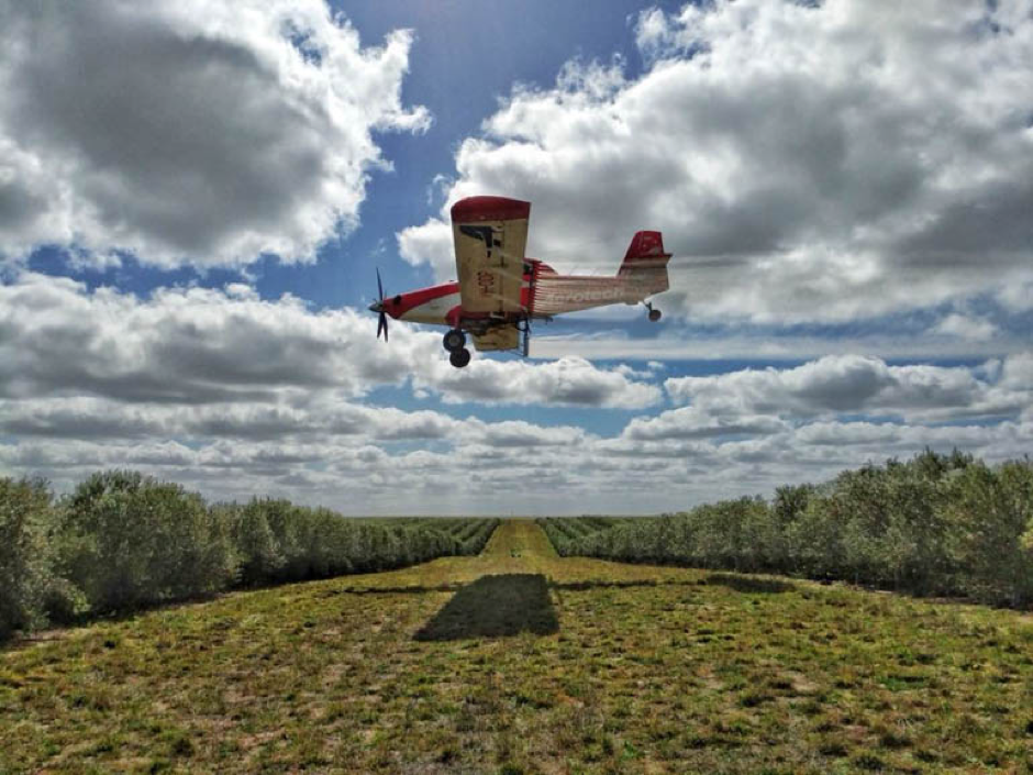 An Aerotech plane flies above an olive grove.
