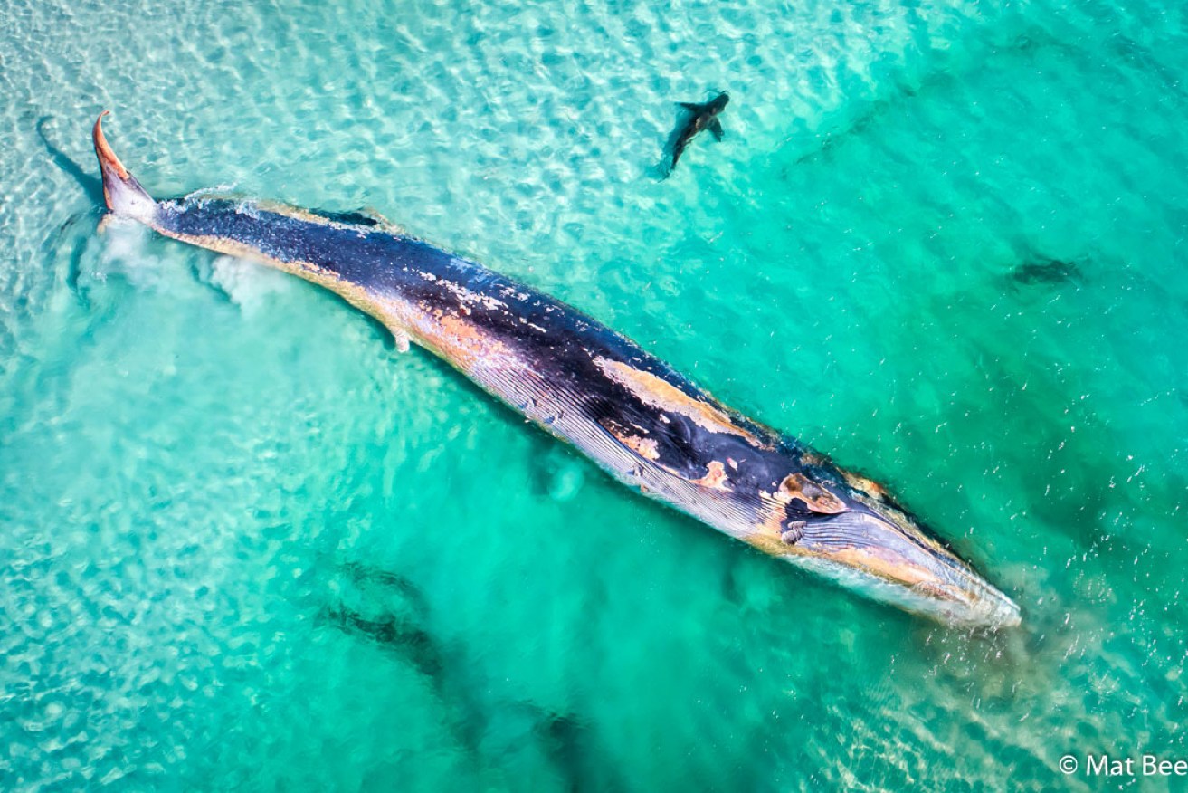 Fin Whale's Demise (detail), by Mat Beetson, Australian Geographic Nature Photographer of the Year 2019.