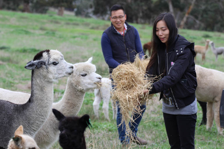 Softfoot Alpacas is popular with overseas visitors wanting to experience authentic farm life and premium alpaca wool and products.