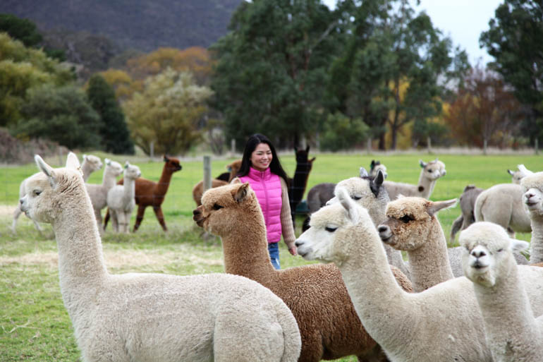 Softfoot Alpacas tourism manager Sophie Xie.