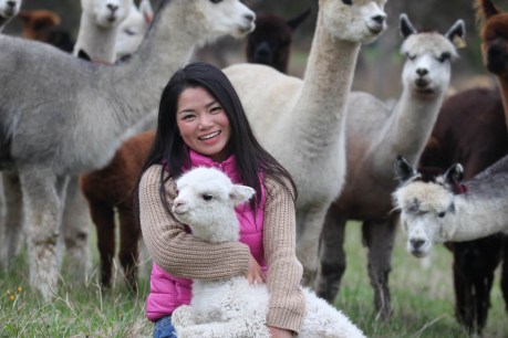 Fleurieu alpaca farm a hit with overseas visitors
