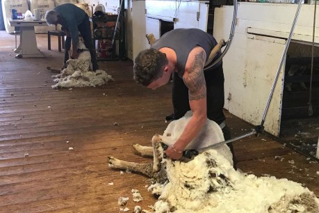 Jamestown’s one-armed shearer defying the odds