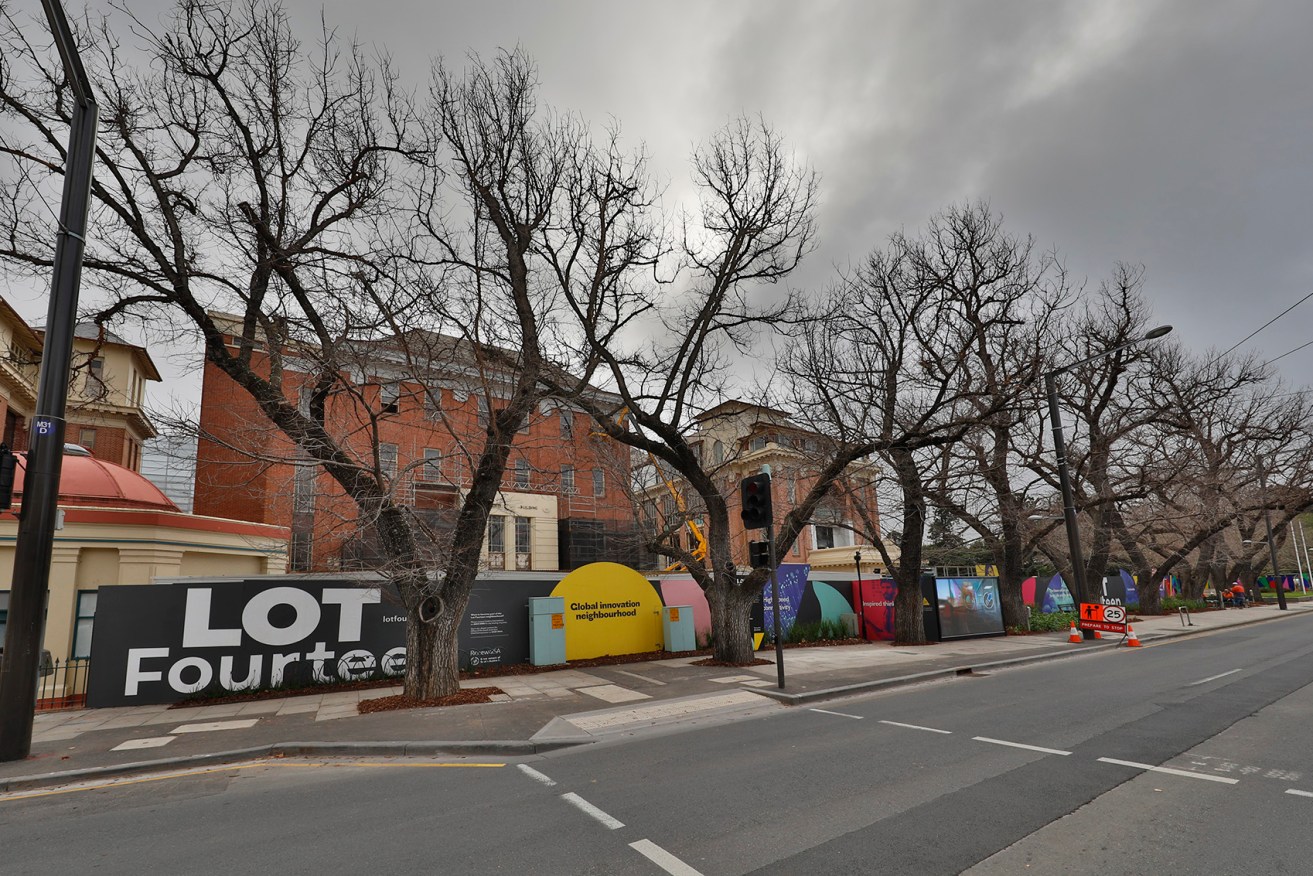 Renewal SA wants to chop down 11 street trees along North Terrace as part of the Lot Fourteen development. Photo: Tony Lewis / InDaily 