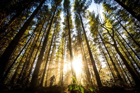 The sun creeps through a forest as a rider makes their way through the rugged landscape. Photo by Kane Naaraat.