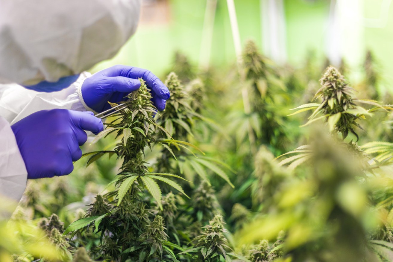 LeafCann says it will employ more than 1000 people at its Adelaide cultivation, research and manufacturing facility. Supplied stock image.