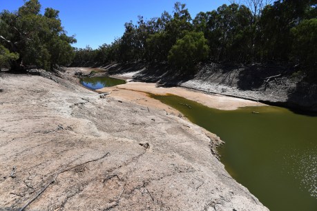“Dry” NSW, Victoria review Murray-Darling flows